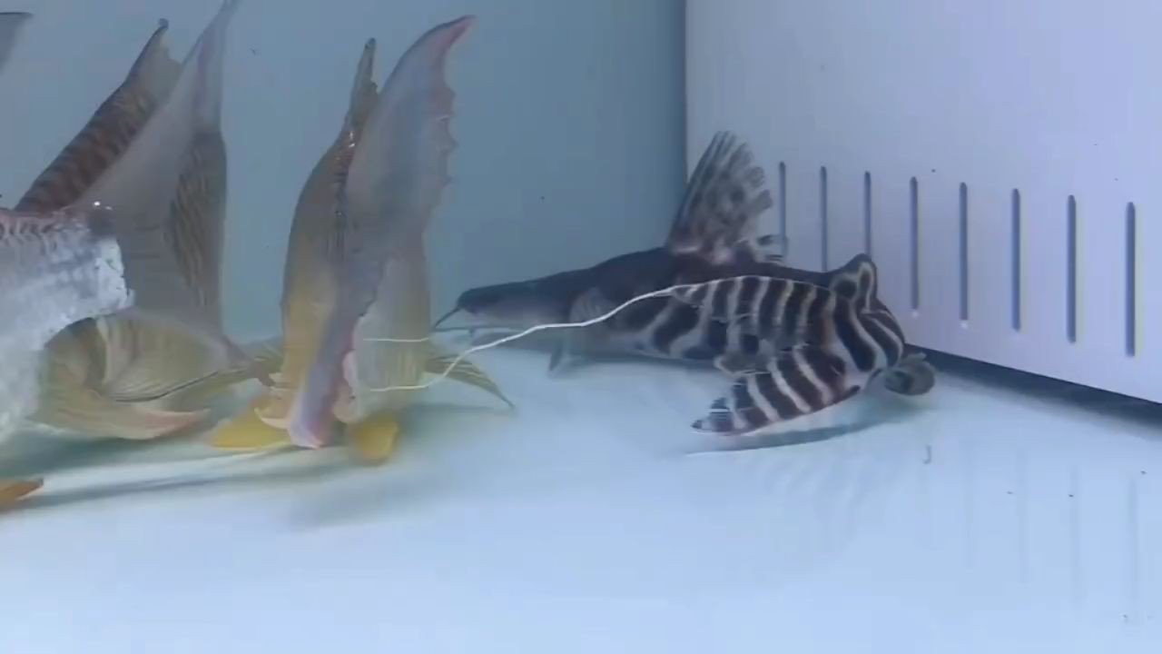 斜紋斑馬鴨嘴魚2025，斜紋斑馬鴨嘴魚，斜紋斑馬鴨嘴魚2025，新物種發(fā)現(xiàn)與特征解析，新物種斜紋斑馬鴨嘴魚2025的發(fā)現(xiàn)及其獨特特征解析