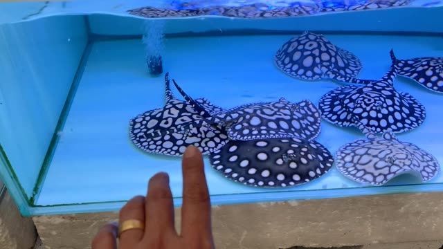 錢錢圈魟魚到貨：錢錢圈魟魚到貨，近期，錢錢圈的魟魚已經成功到達 錢錢圈魟魚到貨：錢錢圈魟魚到貨，近期，錢錢圈的魟魚已經成功到達 其他魟魚