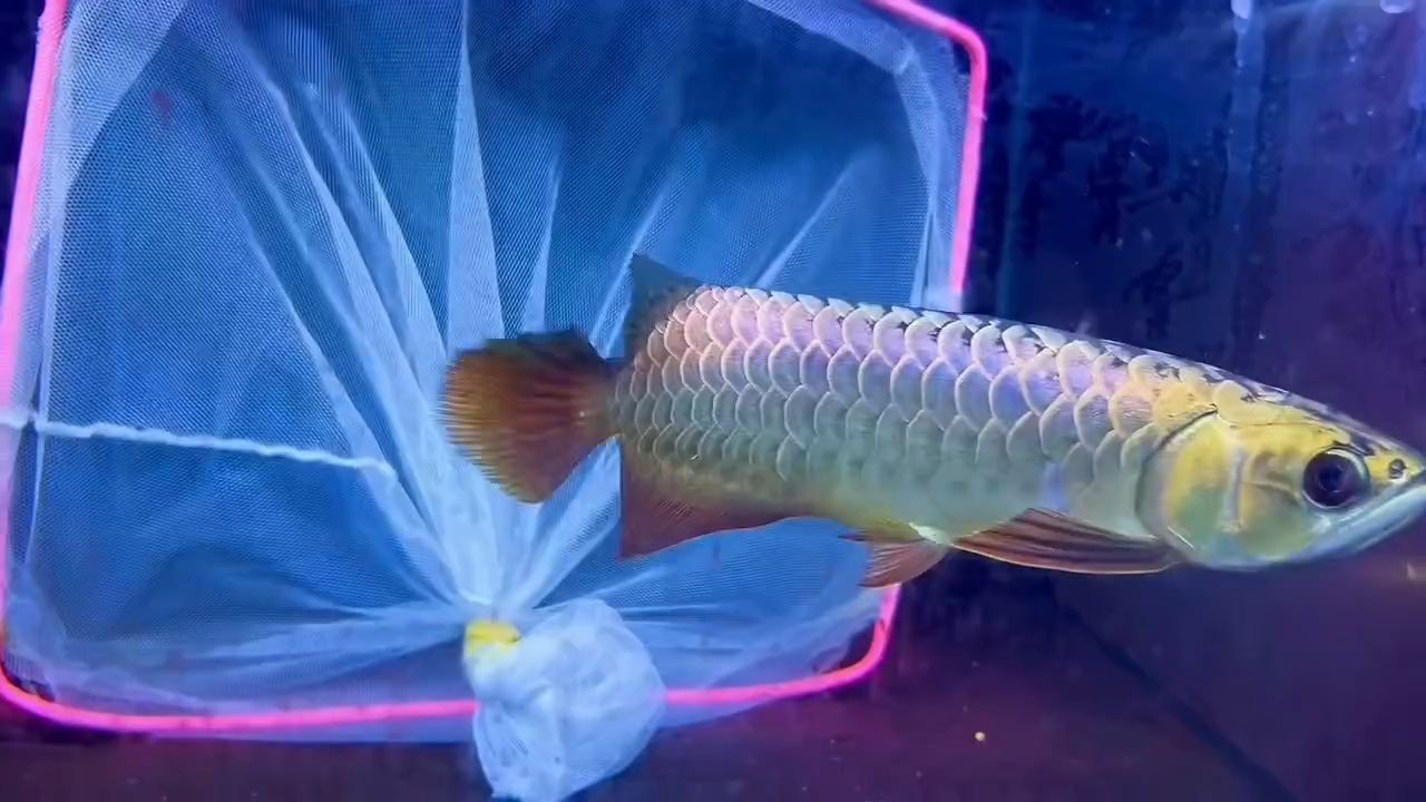 [2025]滿金盔金龍魚：滿金盔金龍魚養(yǎng)殖方法、生長特點(diǎn)以及在觀賞和風(fēng)水學(xué)中的應(yīng)用，滿金盔金龍魚的養(yǎng)殖技術(shù)、生態(tài)特性及觀賞