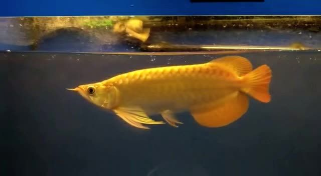 大湖紅龍魚20250817041：大湖紅龍魚20250817041養(yǎng)殖過程中的關(guān)鍵因素