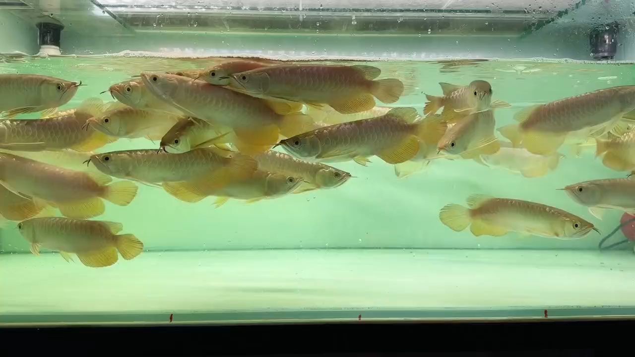[2025]一整缸金龍魚批發打包：一整缸金龍魚批發交易，2025.07.19整缸金龍魚批發