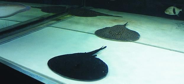 魟魚換水脫膜：魟魚脫膜可能由以下幾個原因引起[需手動填充]魚脫膜可能由以下幾個原因引起