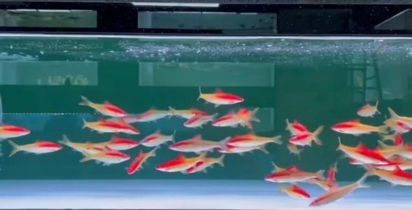 [2025]黃金一眉道人，探尋珍稀魚種的獨特魅力與養殖秘籍，黃金一眉道人，揭秘珍稀魚種的獨特魅力與高效養殖技巧，黃金一眉道人，揭秘珍稀魚種的獨特魅力與高效養殖秘籍 [2025]黃金一眉道人，探尋珍稀魚種的獨特魅力與養殖秘籍，黃金一眉道人，揭秘珍稀魚種的獨特魅力與高效養殖技巧，黃金一眉道人，揭秘珍稀魚種的獨特魅力與高效養殖秘籍 龍魚論壇