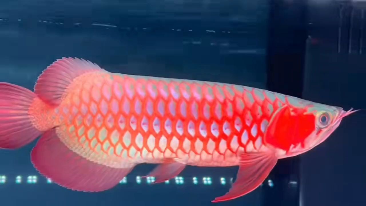 36cm印尼超血紅龍，印尼超血紅龍，36cm印尼超血紅龍，珍稀品種展示與鑒賞，36cm印尼超血紅龍，珍稀品種的展示與鑒賞