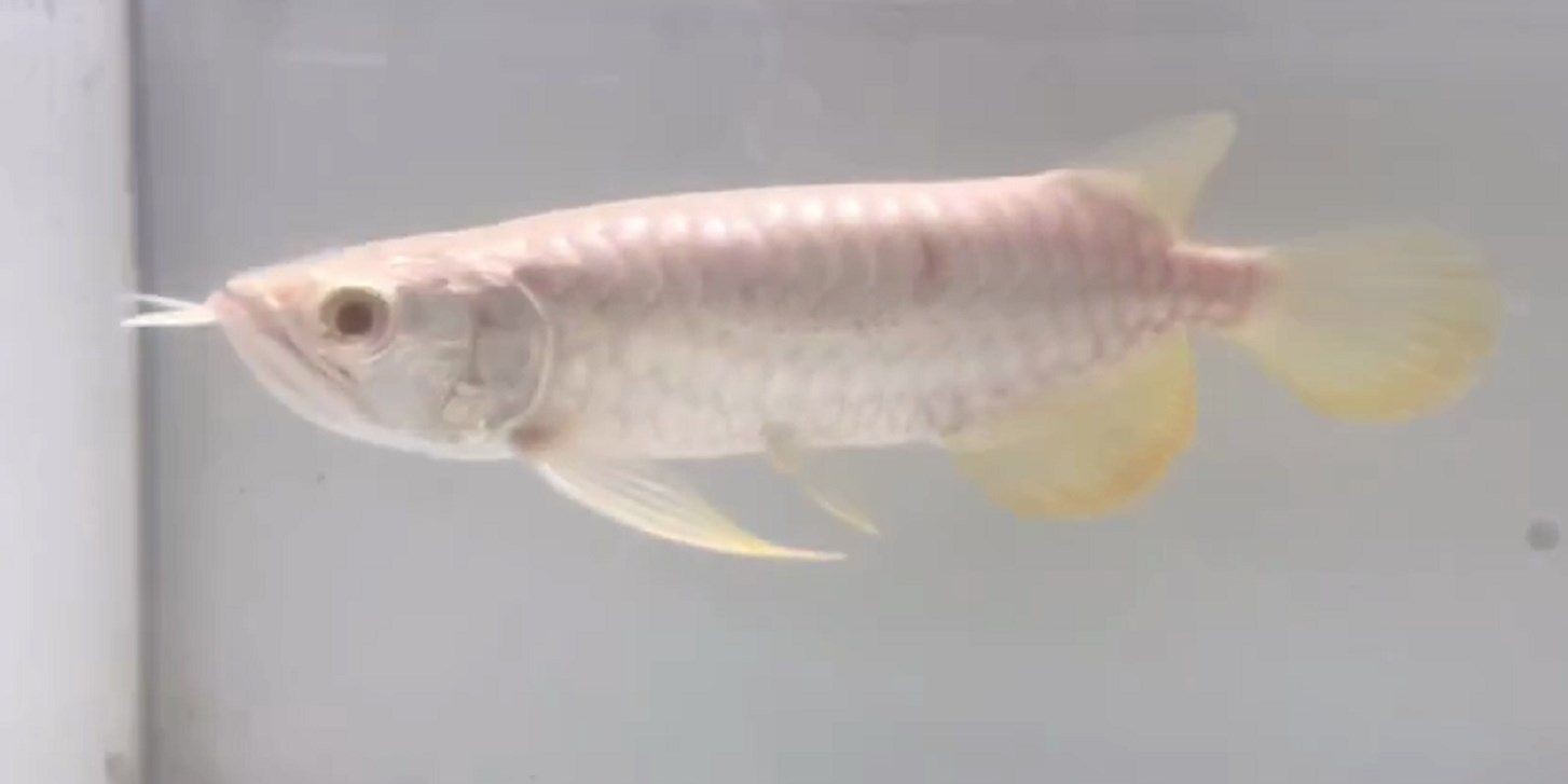 小白子金龍魚，小白子金龍魚是一種觀賞魚類，以其獨特的外觀和色彩而受到人們喜愛，小白子金龍魚，觀賞魚類中的瑰寶