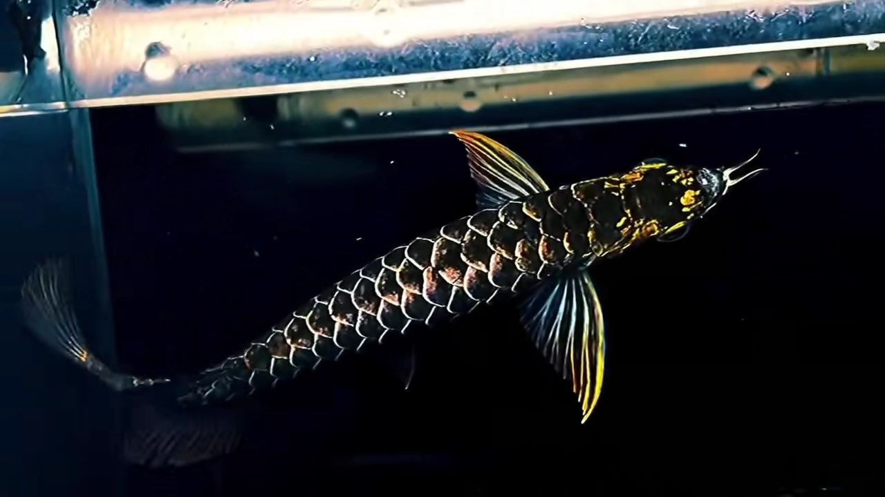 詳細閱讀:2025極品古典過背金龍魚:2025年極品古典過背金龍魚 2025極品古典過背金龍魚:2025年極品古典過背金龍魚