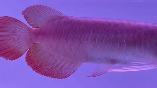 祥龍魚場赫舞小紅龍細節欣賞：祥龍魚場赫舞小紅龍細節欣賞，讓你領略養殖巔峰之作的魅力