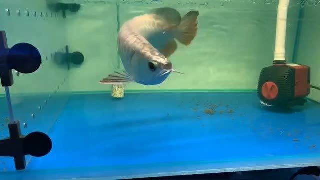 35公分金頭過背金龍魚：35公分金頭過背金龍魚35公分金頭過背金龍魚 35公分金頭過背金龍魚：35公分金頭過背金龍魚35公分金頭過背金龍魚 金頭過背金龍魚