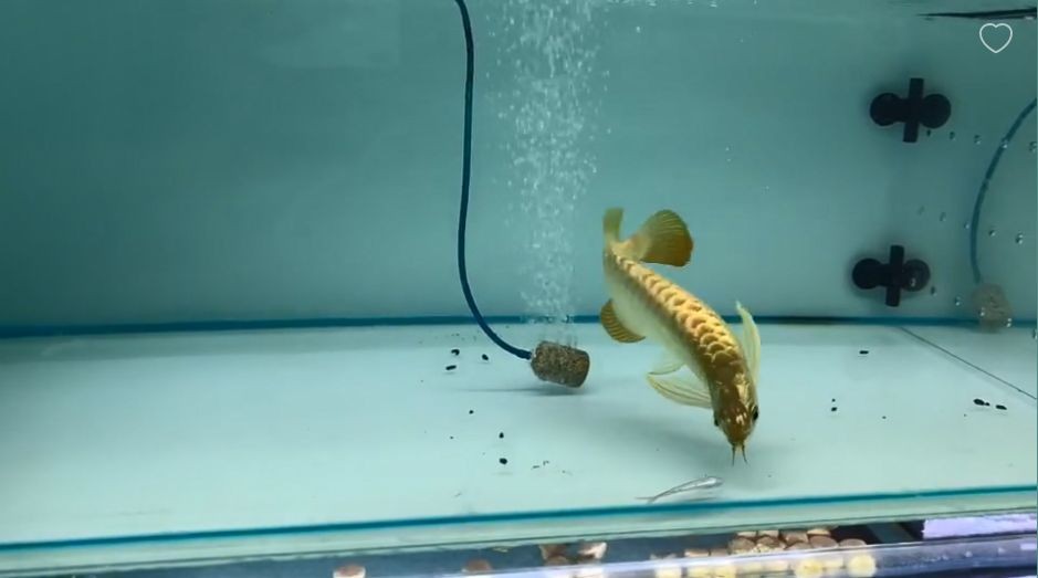 姿勢優美的金龍魚：美麗的金龍魚