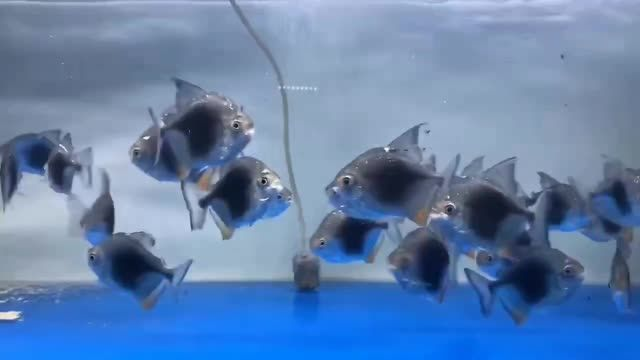 15-16公分黑桃A魚：50-200個字摘要 15-16公分黑桃A魚：50-200個字摘要 黑桃A魚