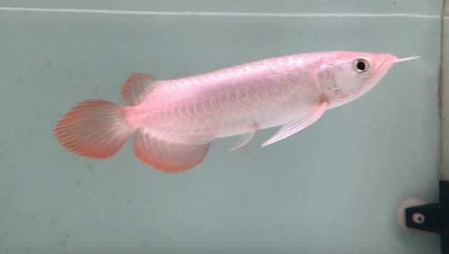 火焰尾小紅龍，火焰尾小紅龍的飼養，火焰尾小紅龍的飼養指南