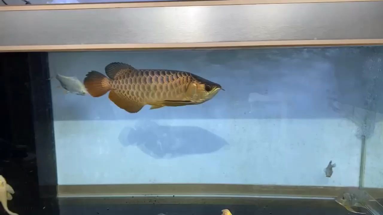 短身古典過背金龍魚：短身、古典過背金龍魚