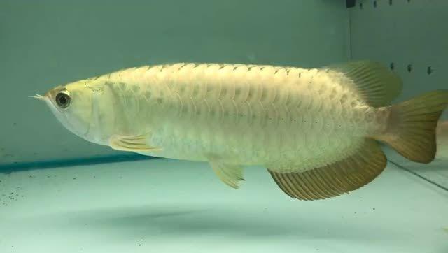 祥龍魚場大過背金龍魚：祥龍魚場大過背金龍魚的飼養方法