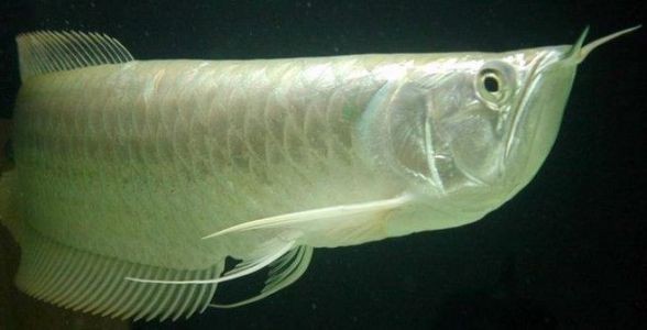 銀龍魚：水族箱中的銀色貴族，優雅與力量的化身 銀龍魚：水族箱中的銀色貴族，優雅與力量的化身 銀龍魚