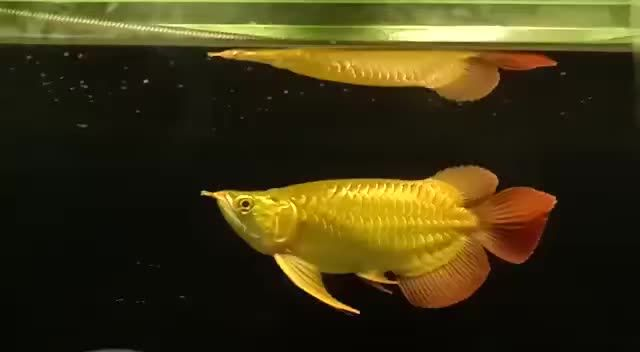 28公分短身紅龍魚：28公分短身紅龍魚是一種體型小巧、色彩鮮艷的淡水觀賞魚類 28公分短身紅龍魚：28公分短身紅龍魚是一種體型小巧、色彩鮮艷的淡水觀賞魚類 短身紅龍魚