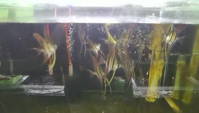 委內瑞拉塔巴布埃及：塔巴布埃及是一個歷史悠久且具有獨特文化特征的地區 委內瑞拉塔巴布埃及：塔巴布埃及是一個歷史悠久且具有獨特文化特征的地區 野生埃及神仙魚