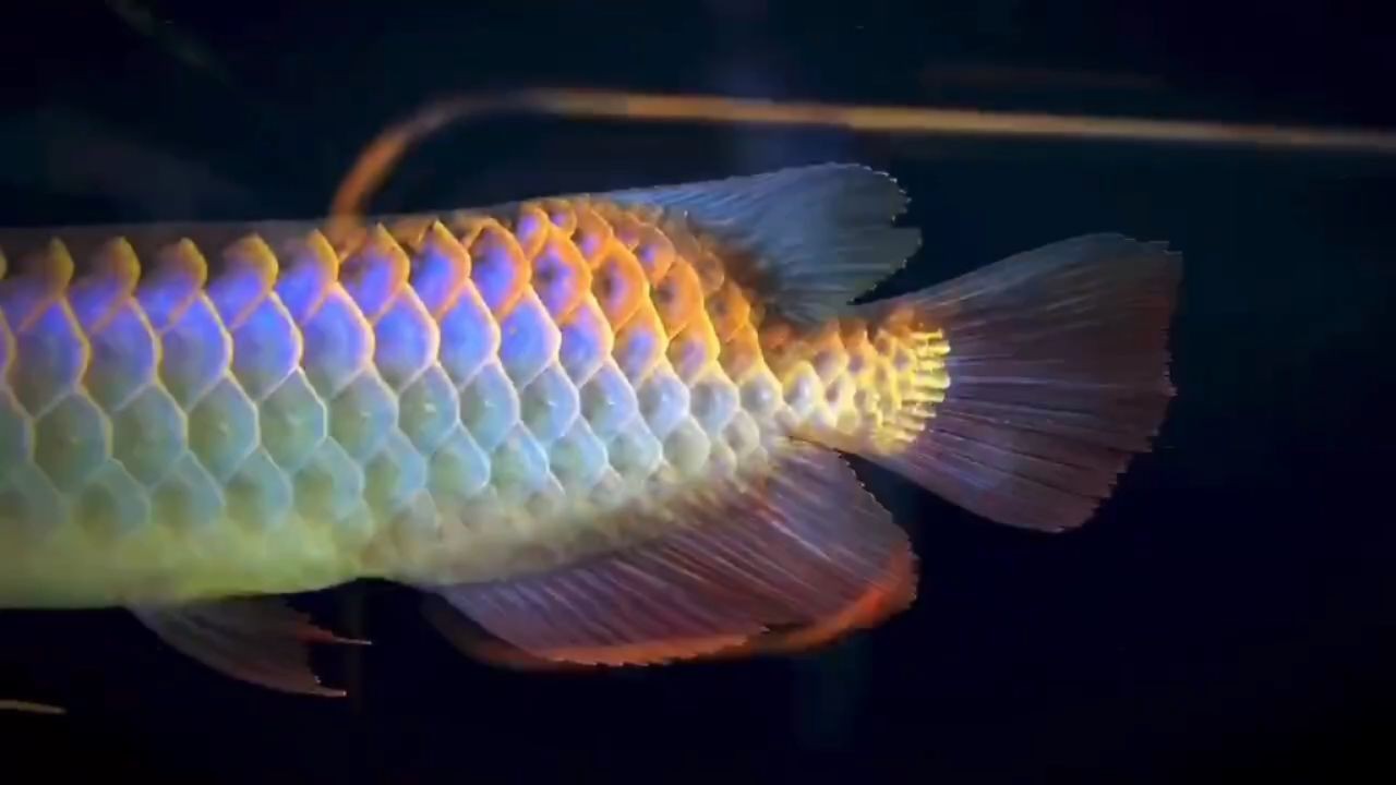 練手金龍魚，新手玩家首選：練手金龍魚新手玩家首選金龍魚新手玩家首選