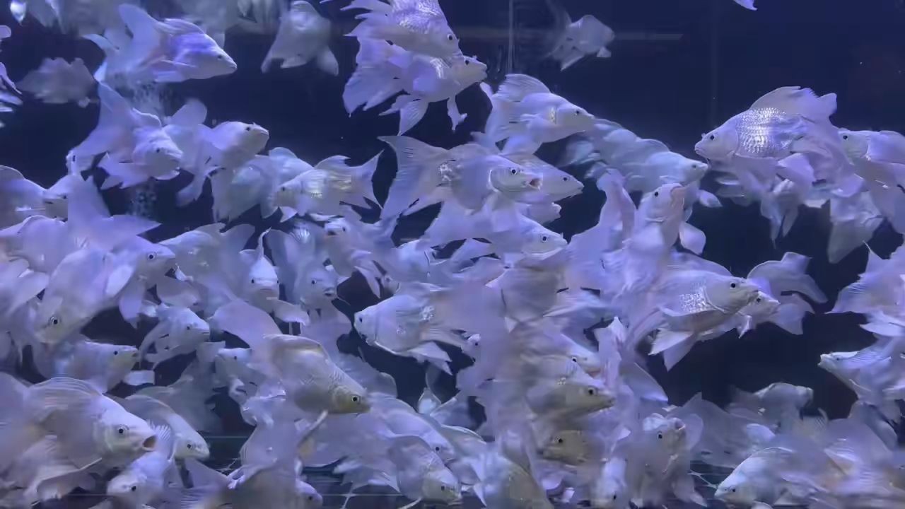 2025短身蝴蝶鯉批發：2025年短身蝴蝶鯉批發價格及供貨信息，廣東供應商提供正宗品種