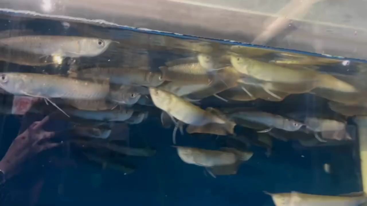 各尺寸銀龍苗批發，不同尺寸的銀龍苗批發，優質銀龍苗批發，多種尺寸可選，量大從優