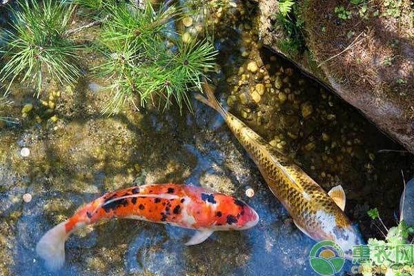魚缸在家中擺放的最佳位置，風水與實用指南，魚缸在家中的最佳擺放位置，風水與實用指南
