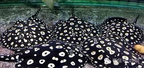 魟魚爬缸底不動：魟魚爬缸底不動可能是由多種原因引起的 魟魚爬缸底不動：魟魚爬缸底不動可能是由多種原因引起的 魟魚百科 第4張