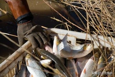 觀賞魚(yú)市場(chǎng)價(jià)值影響因素，如何評(píng)估觀賞魚(yú)市場(chǎng)價(jià)值