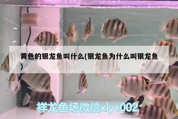 金龍魚魚缸要放多少鹽和水合適，金龍魚魚缸中放鹽和水的合適比例詳解金龍魚魚缸鹽度調節技巧