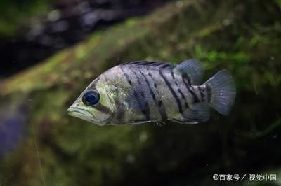蘇虎魚的飼養環境要求，蘇虎魚的飼養方法