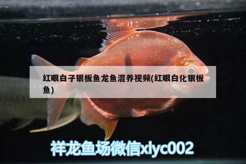 百姓網阜新二手魚缸轉讓電話（阜新個人二手魚缸交易平臺）
