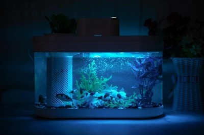 龍魚需要多少度的水：龍魚生存的水溫密碼，探尋最適宜的溫度奧秘