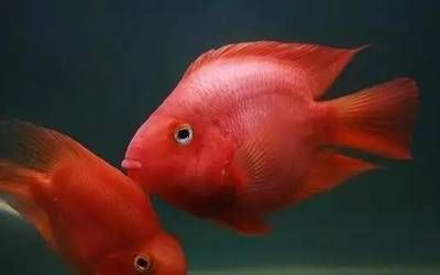 魟魚前嘴老翹起：為什么[需手動填充]魚前嘴老翹起？ 魟魚前嘴老翹起：為什么[需手動填充]魚前嘴老翹起？ 魟魚百科 第4張