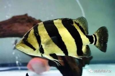 紅老虎魚體色變化原因，如何通過喂食改善紅老虎魚體色