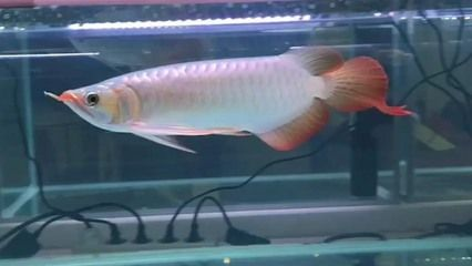 30公分紅龍魚用什么燈光