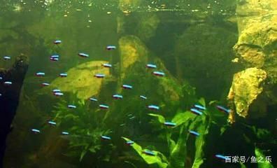 蘇虎魚適宜的水草種類，蘇虎魚水質(zhì)管理方法，荷蘭鳳凰水草養(yǎng)護(hù)要點，