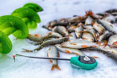 詳細閱讀:養魟魚用什么背景:養魟魚時選擇合適的魚缸背景是非常重要的一步 養魟魚用什么背景:養魟魚時選擇合適的魚缸背景是非常重要的一步