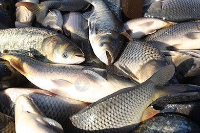 養魟魚用什么背景：養魟魚時選擇合適的魚缸背景是非常重要的一步 養魟魚用什么背景：養魟魚時選擇合適的魚缸背景是非常重要的一步 魟魚百科 第4張