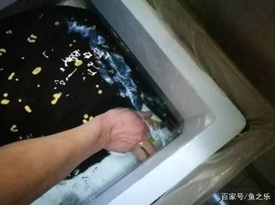 魟魚拉綠色大便如何治療：魟魚拉綠色大便如何治療[需手動填充]魚拉綠色大便如何治療