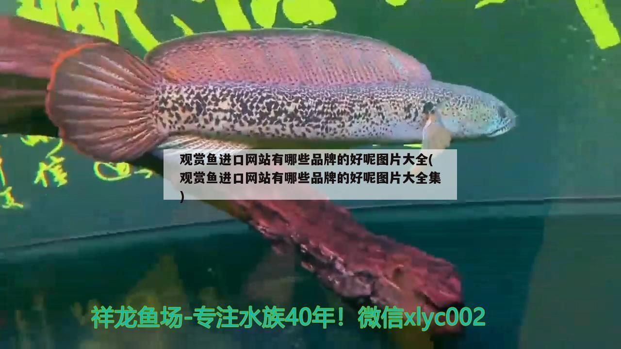 黃水魚缸適合養什么魚圖片欣賞（養錦鯉的水黃渾怎么辦）