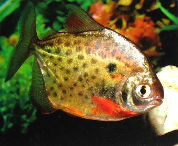虎紋銀板魚繁殖條件探究，虎紋銀板魚水質管理