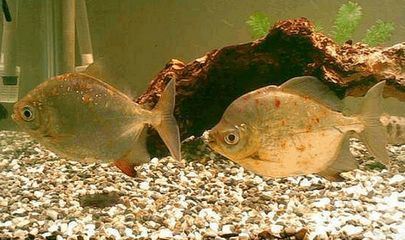 虎紋銀板魚繁殖條件探究，虎紋銀板魚水質管理