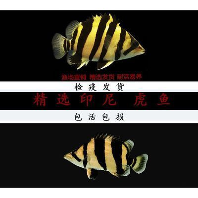 蘇虎苗水草最佳生長溫度，蘇虎苗與水草共存的水質管理,不同水草品種的溫度適應性