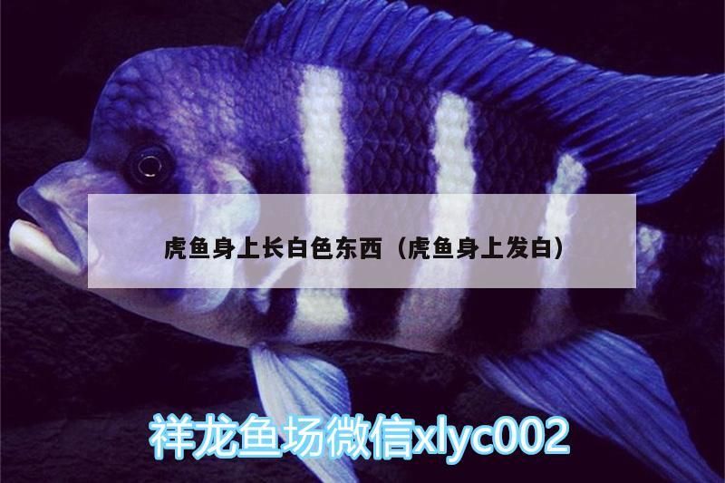 虎魚身上長白色東西（虎魚身上發白） 虎魚身上長白色東西（虎魚身上發白） 虎魚百科 第3張