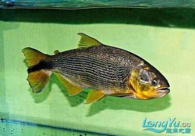 黃金河虎魚養殖技巧分享，黃金河虎魚養殖需要注意以下幾點技巧