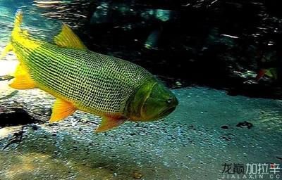 黃金河虎魚養殖技巧分享，黃金河虎魚養殖需要注意以下幾點技巧