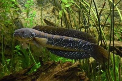 黃金河虎魚養殖技巧分享，黃金河虎魚養殖需要注意以下幾點技巧