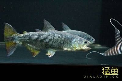 黃金河虎魚養殖技巧分享，黃金河虎魚養殖需要注意以下幾點技巧