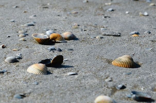 泰國虎魚低溫下的養(yǎng)護方法，關(guān)于泰國虎魚在低溫下的養(yǎng)護方法