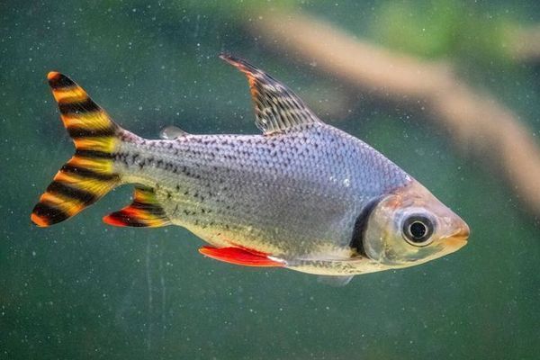 龍魚缸里放什么清潔魚,適合清潔龍魚缸的魚類 魚缸百科 第5張 龍魚缸里放什么清潔魚,適合清潔龍魚缸的魚類 龍魚缸里放什么清潔魚,適合清潔龍魚缸的魚類 魚缸百科 第5張