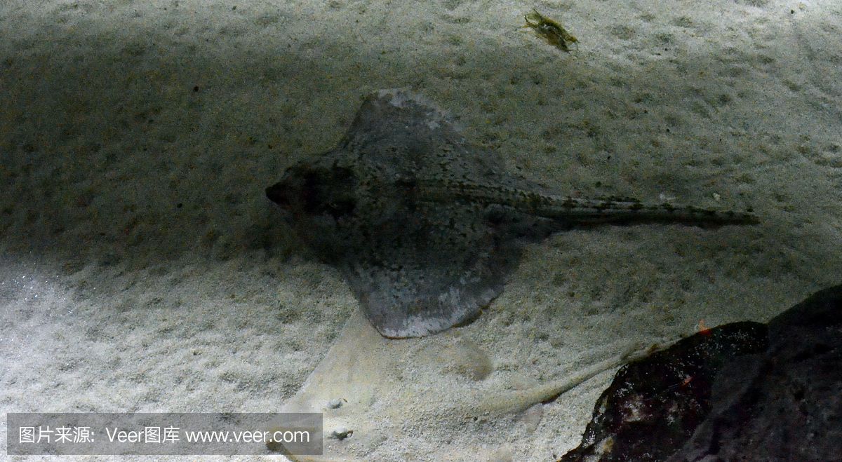 蝠鲼魚和魟魚：蝠鲼魚和魟魚在分類、特征、行為等方面存在明顯的區別