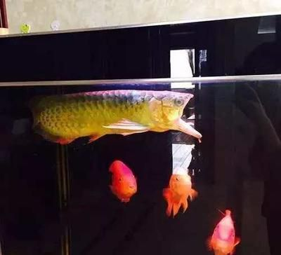 金龍魚魚缸多久換一次水啊，金龍魚魚缸換水的頻率是多少